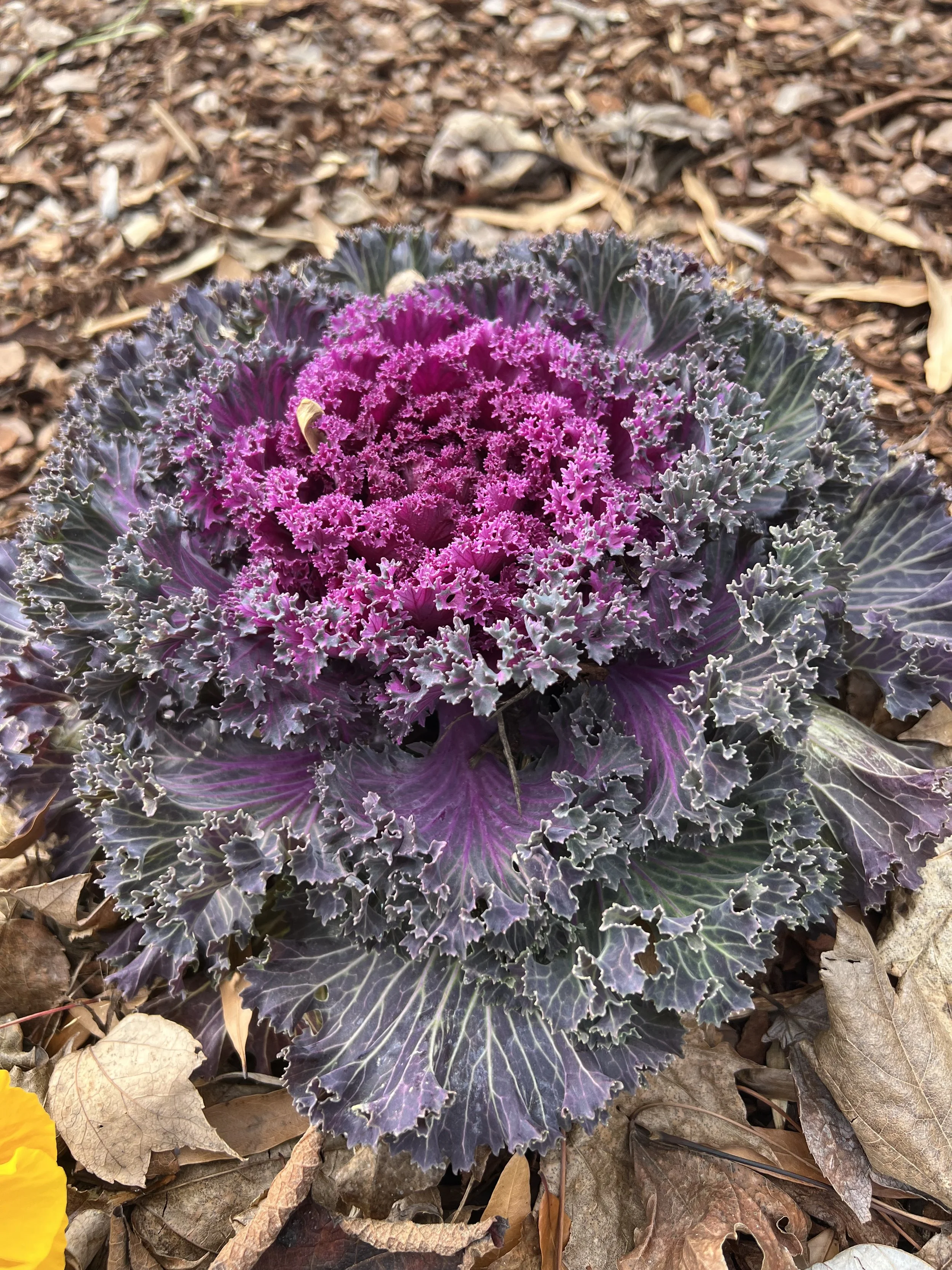 Ornamental Red Cabbage