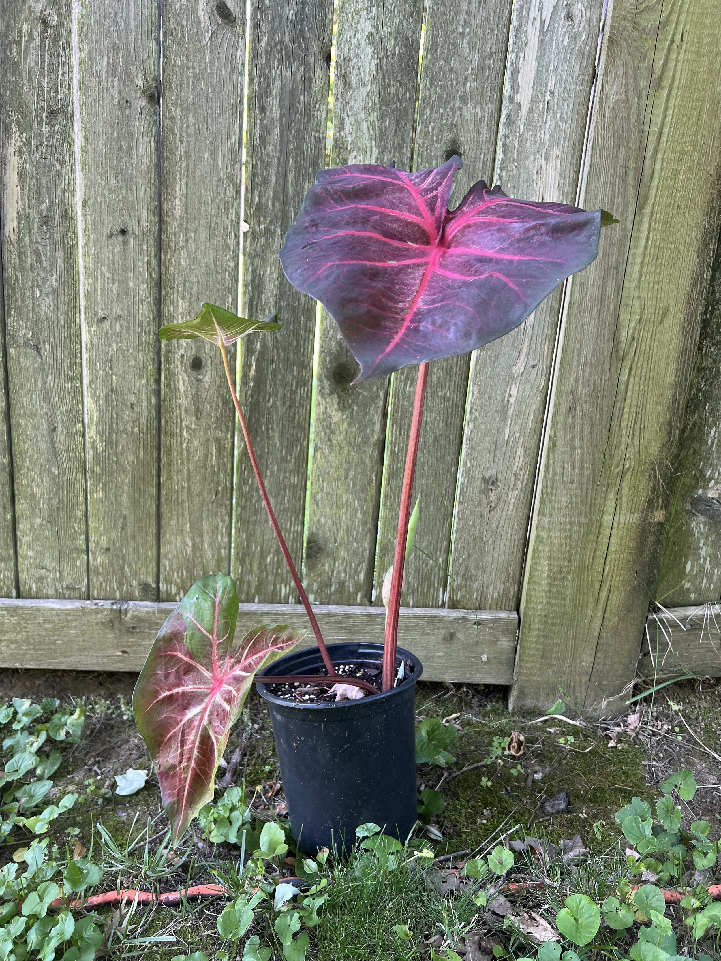 caladium berries N burgundy2.jpg