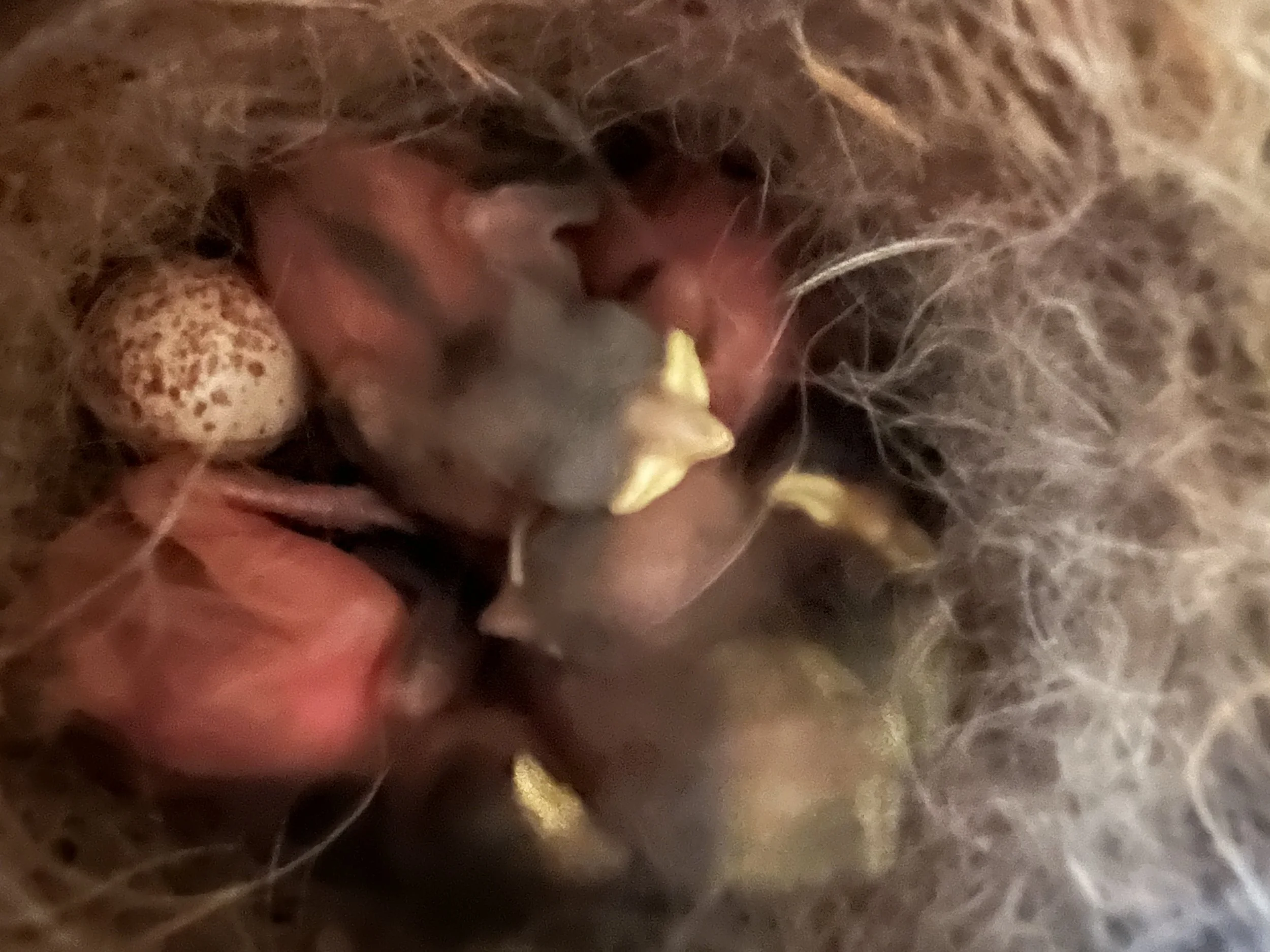 Four of the five eggs hatched in this clutch. It's not unusual for an egg to be unviable. 