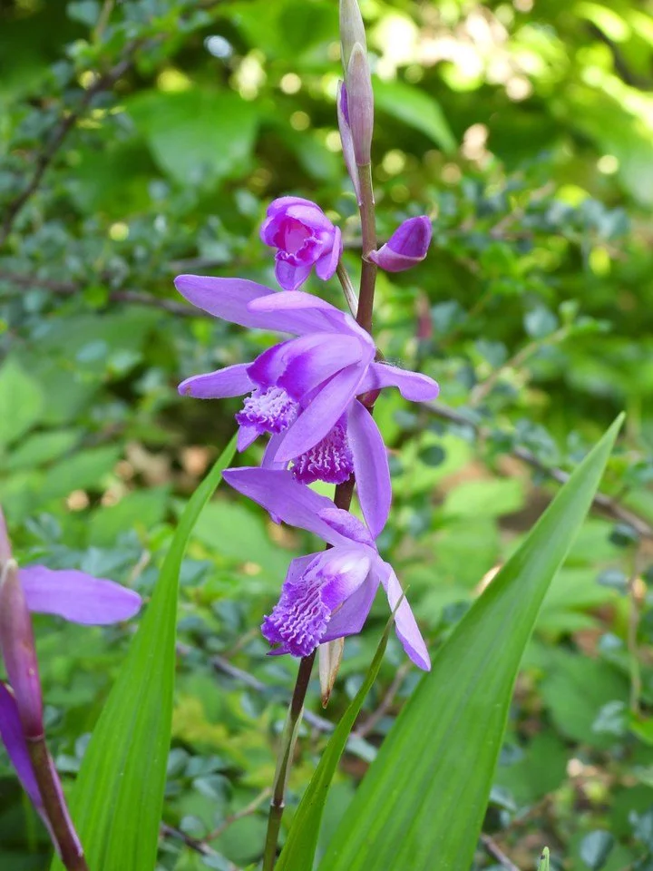ground orchid.jpeg