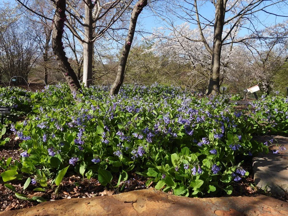 virginia bluebells.jpeg2.jpeg