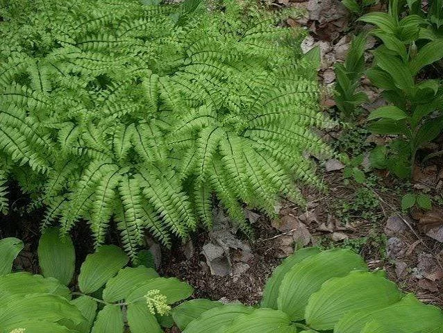 maiden-hair-fern-1.jpg2.jpeg