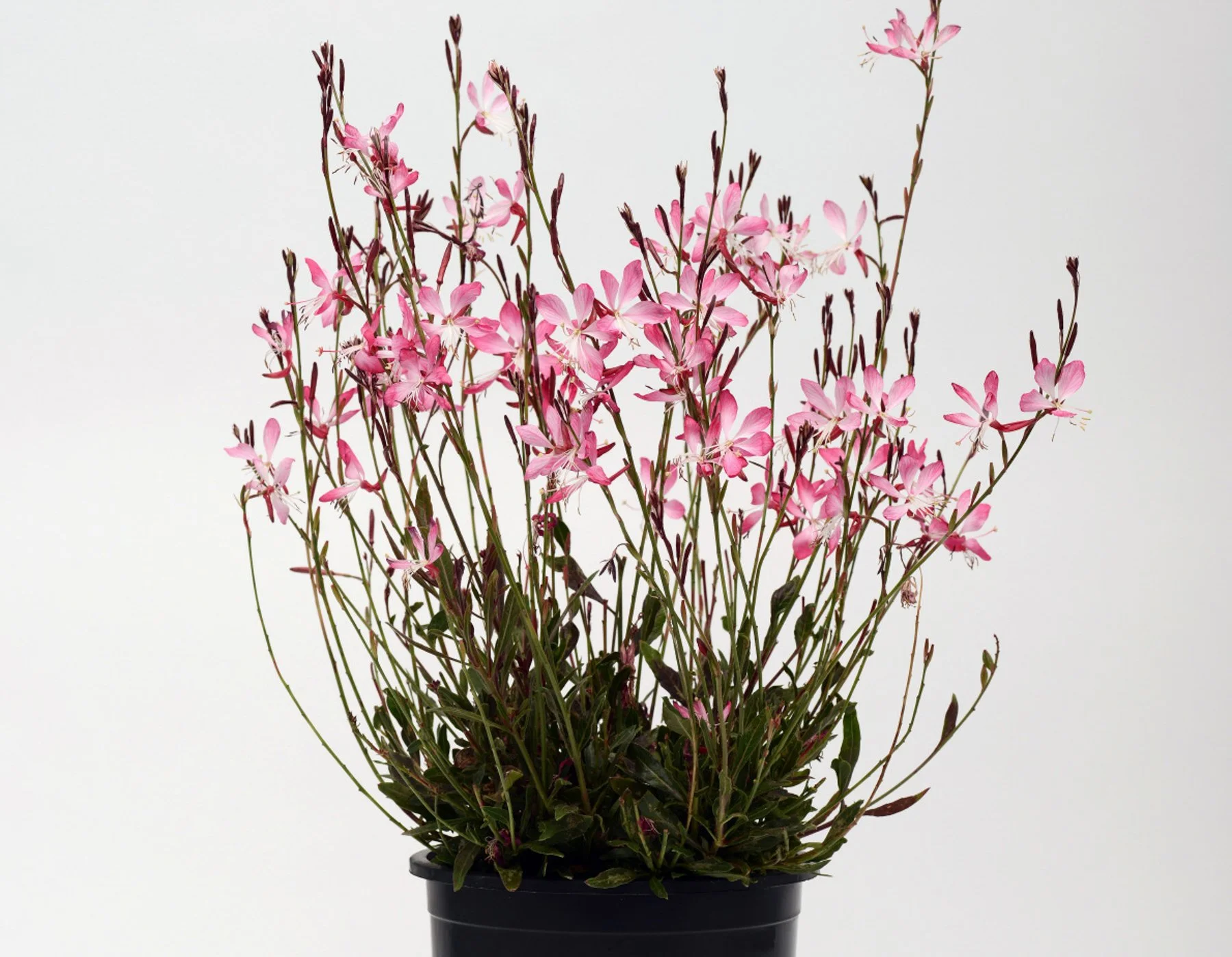 Gaura-Little-Janie.jpeg