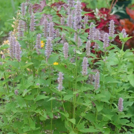 Wild Anise - Agastache - Native