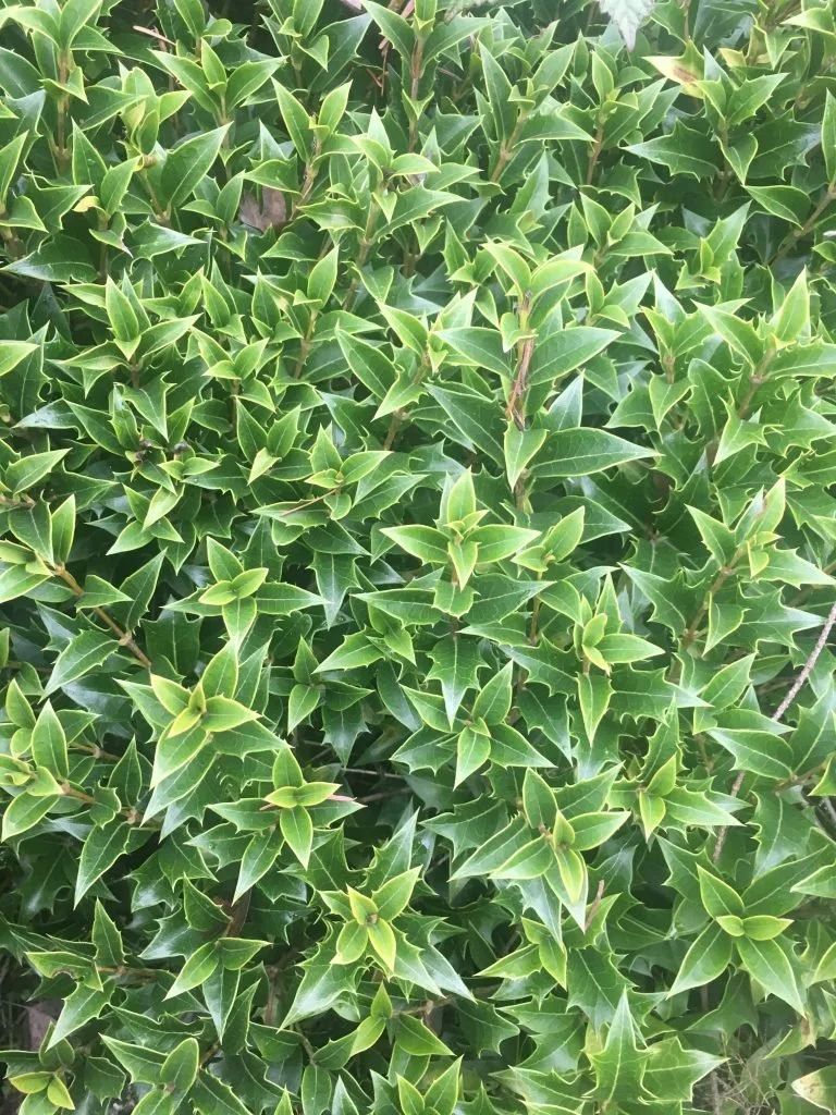 osmanthus fastgate.jpg