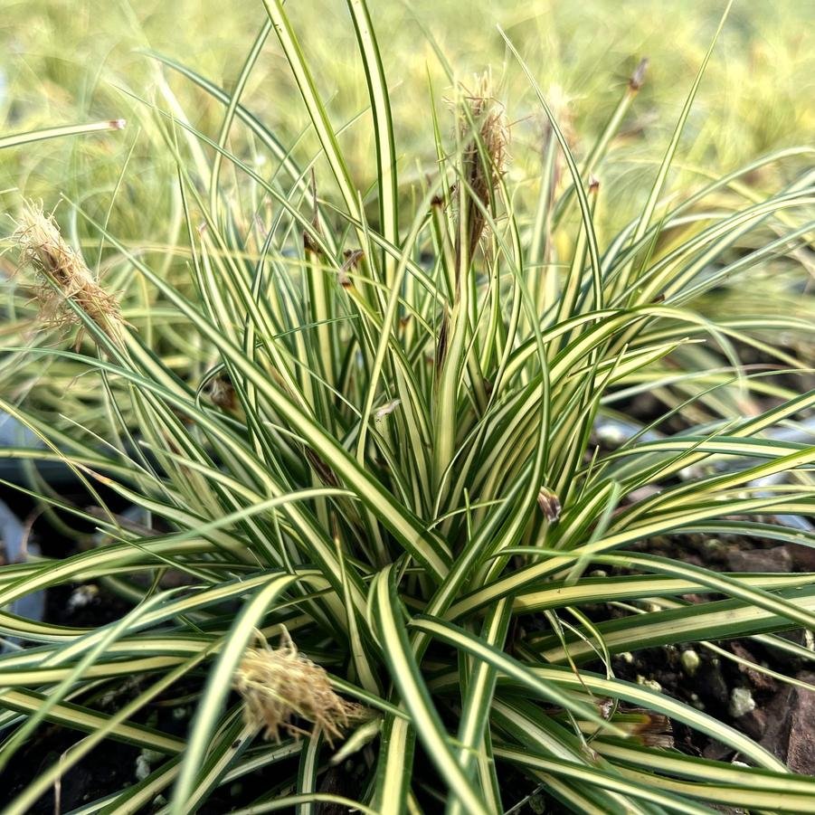 carex evergold.jpg2.jpg