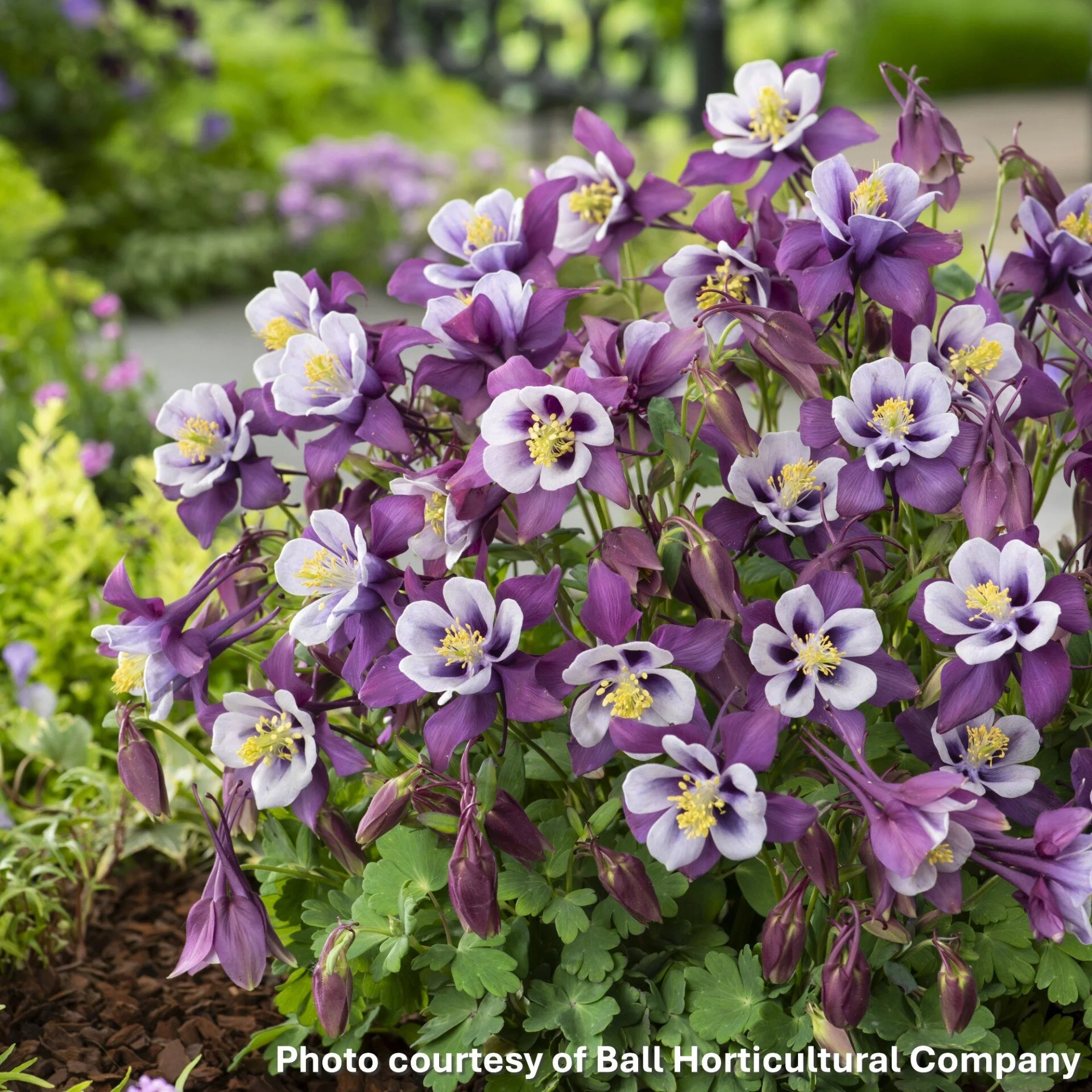 Aquilegia_Earlybird_Purple_white_Garden-1.jpg