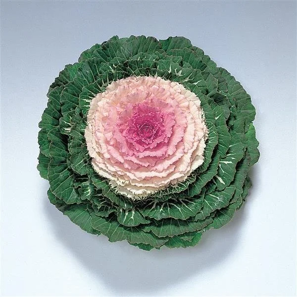 Kale Pigeon 'Victoria'.jpg