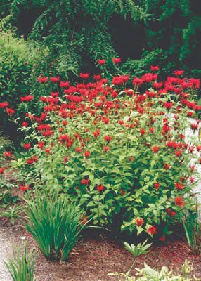 monarda fireball.jpg