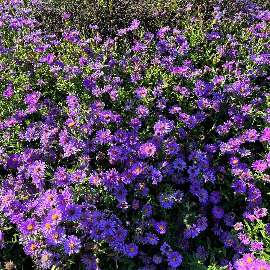 Aster 'Woods Purple' - Native