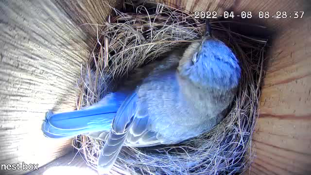 She lays her first egg!