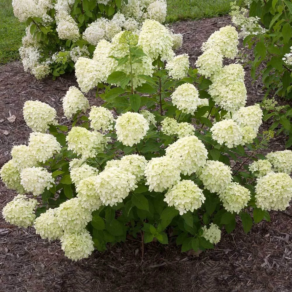 Little_Lime_Hydrangea_1_FGT.jpg