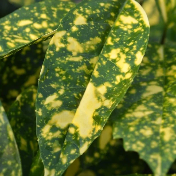 acuba gold dust.jpg