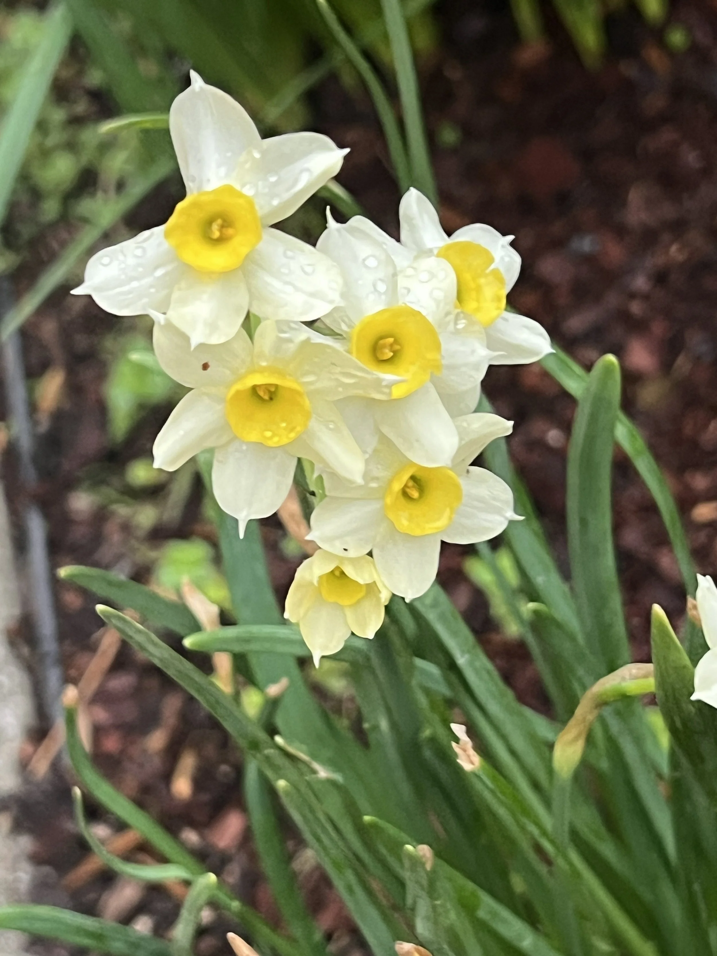 Miniature daffodils