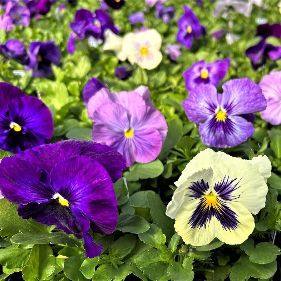 Pansy Delta 'Lavender Blue'.jpg