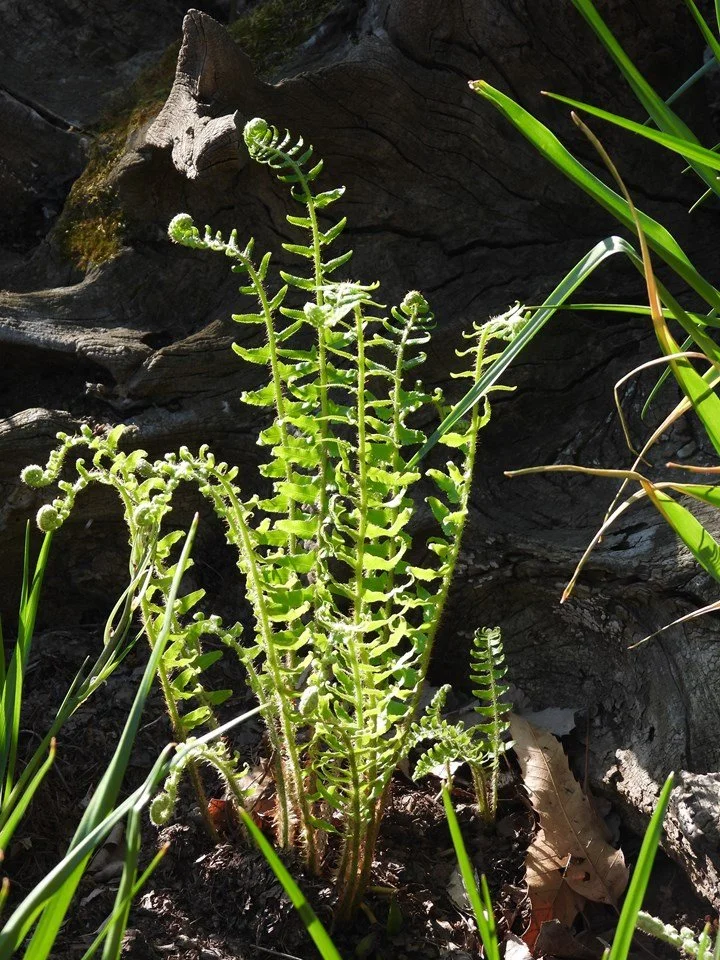 christmas fern 2.jpeg