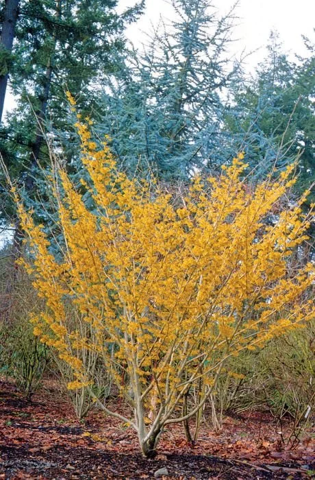 hamamelis winter champagne.jpglandscape.jpg