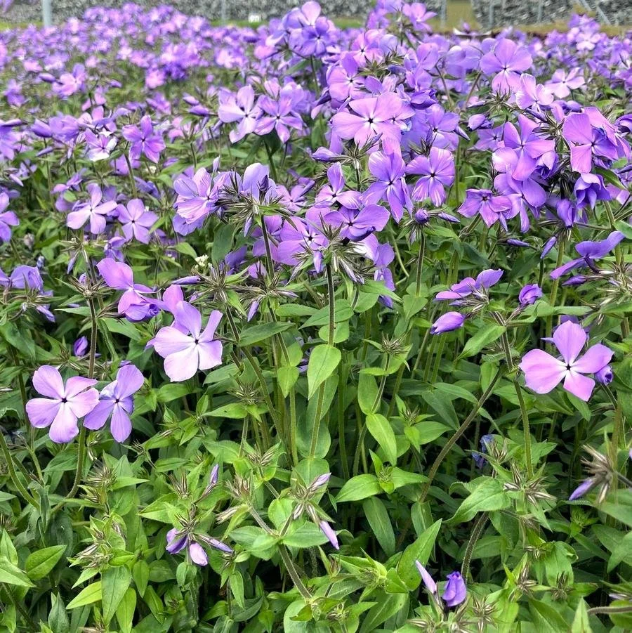 Woodland phlox.jpg