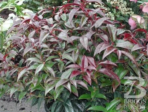 leucothoe axillaris.jpg
