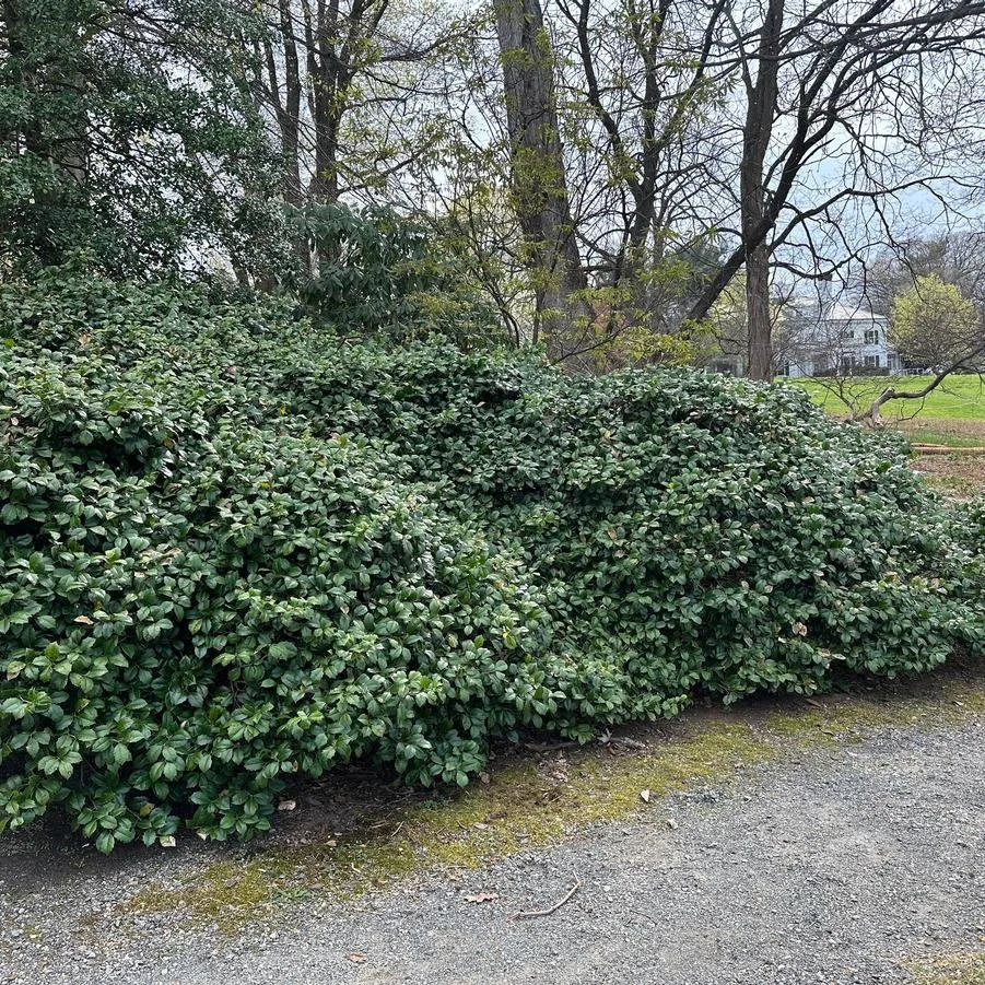 ilex opaca maryland dwarf.jpg