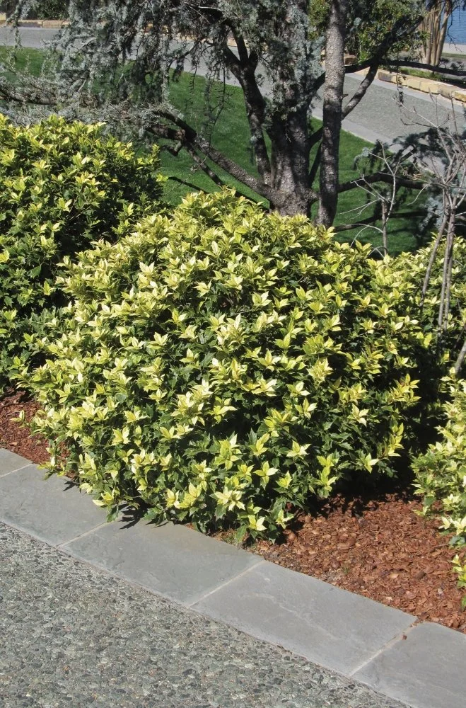 Osmanthus-heterophyllus-Goshiki-3.jpg