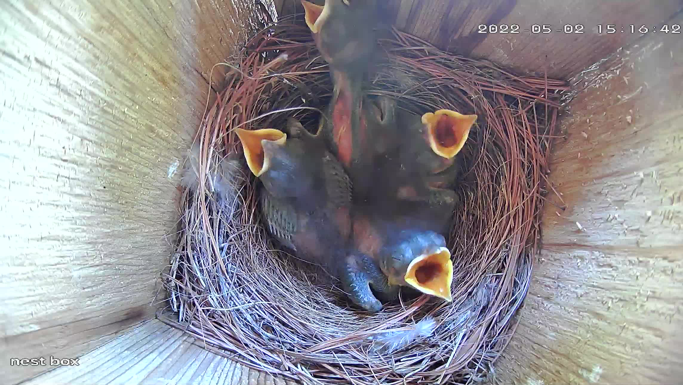 Until they hear a parent