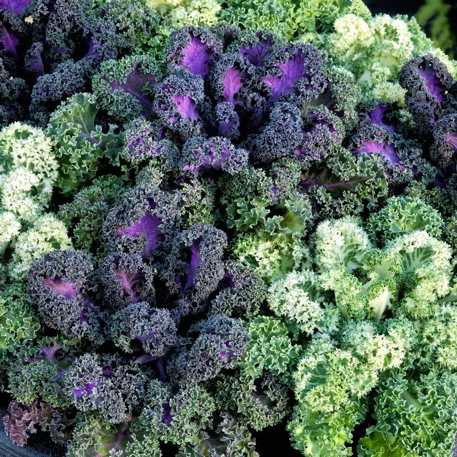 Kale Yokohama 'Mix'.jpg