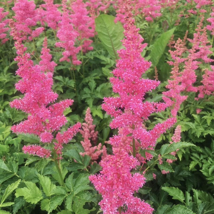 astilbe rheinland.jpg