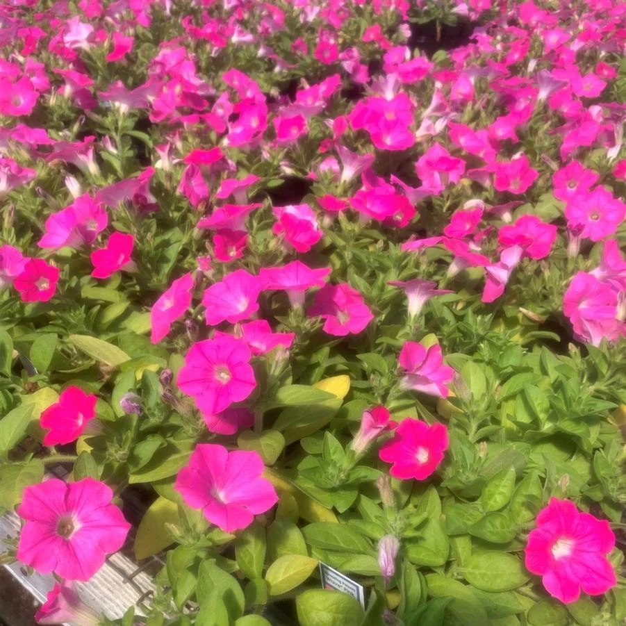Pink Wave Petunia - annual