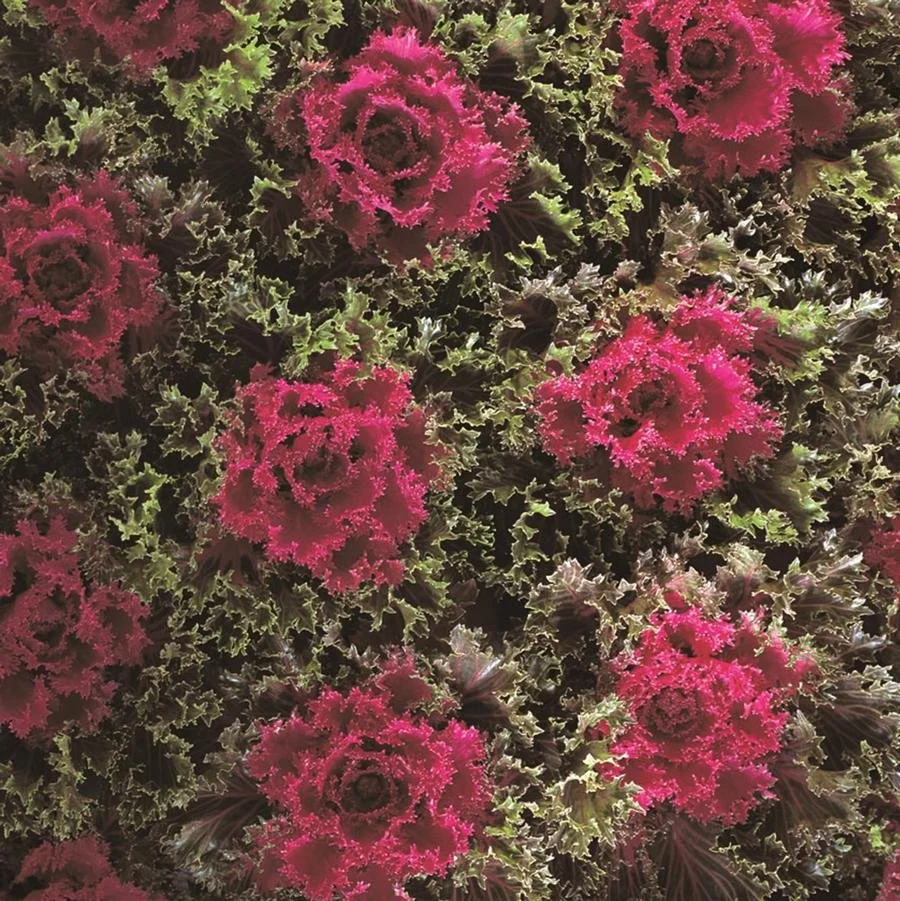 Kale 'Glamour Red'.jpg