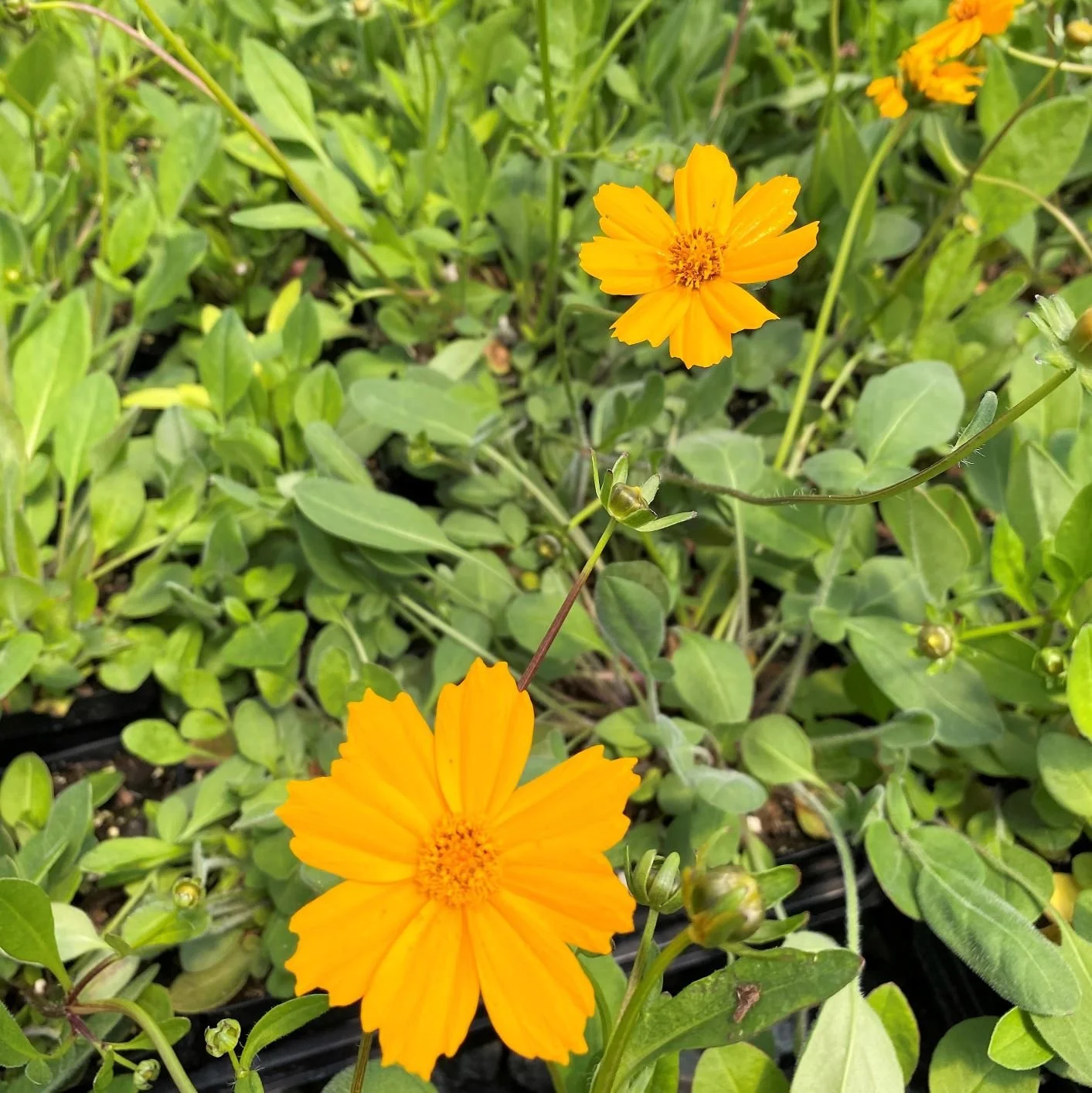 Coreopsis-Elfin-Gold.jpg