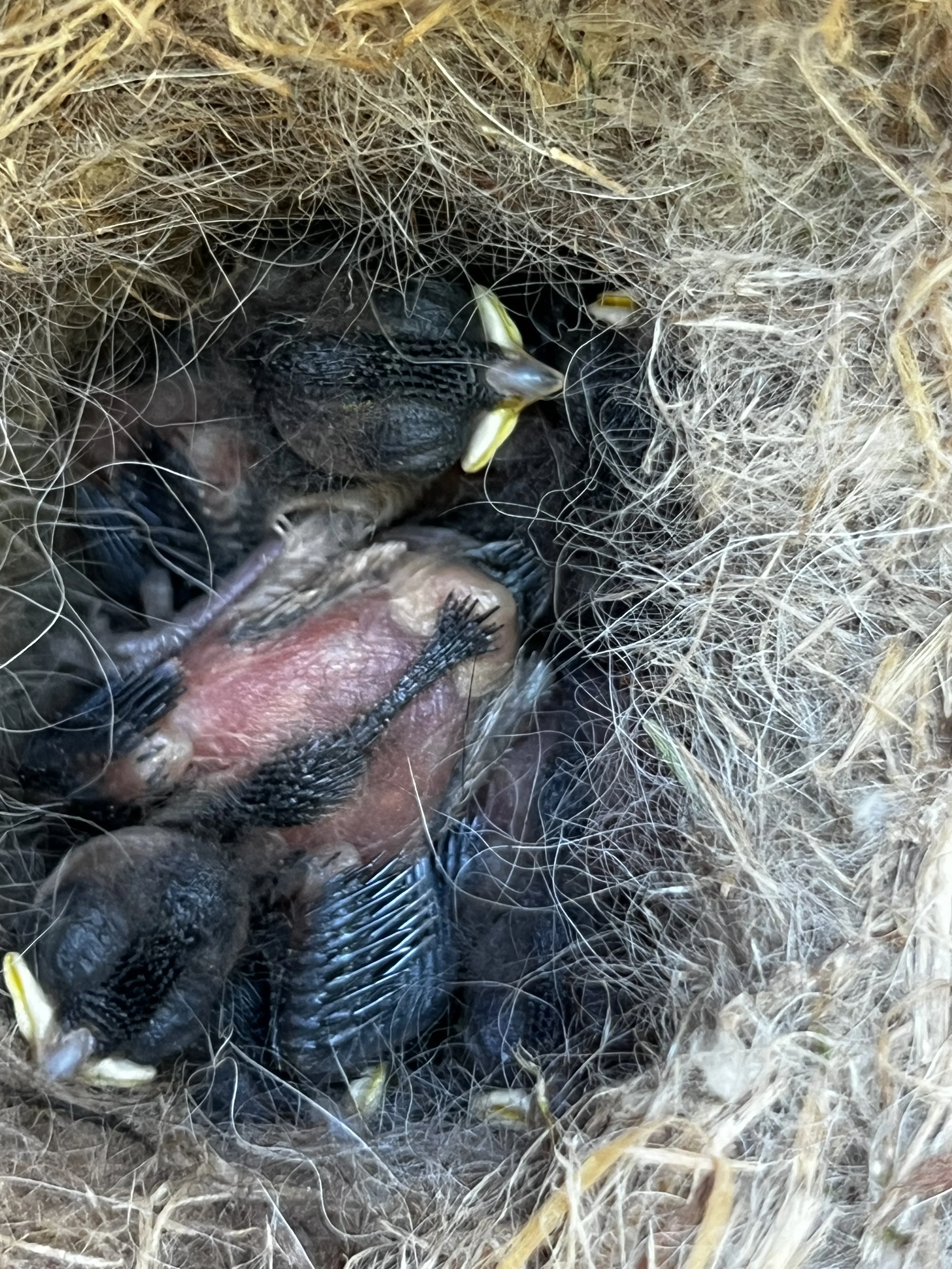 More feathers, but still in the ugly/cute stage.