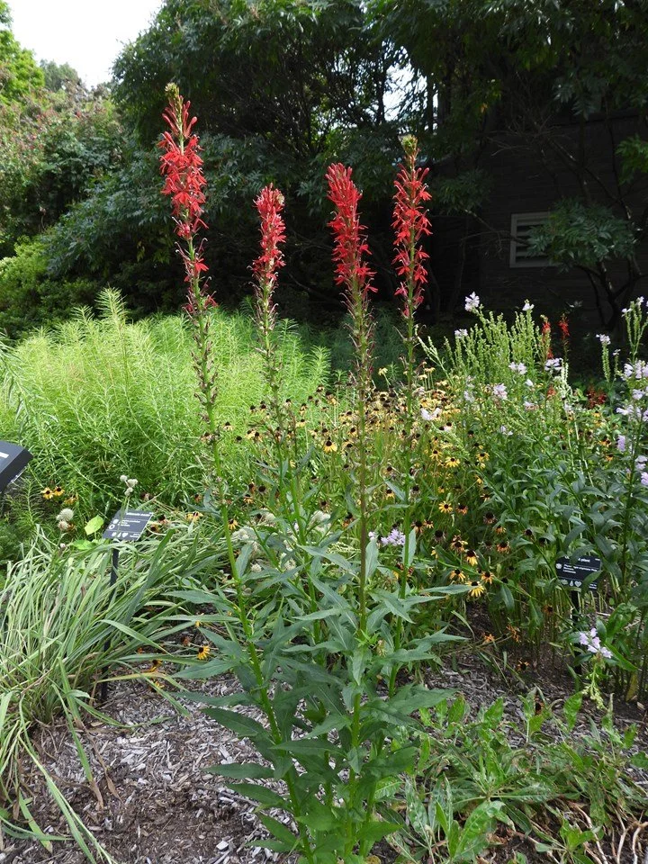 cardinal flower.jpglandscape.jpg