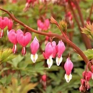 dicentra spe..jpg