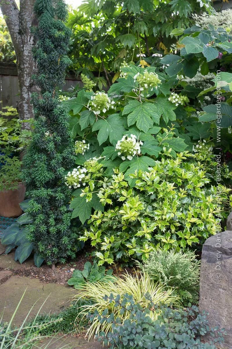 Osmanthus-Goshiki2-lansscapejpg.jpg