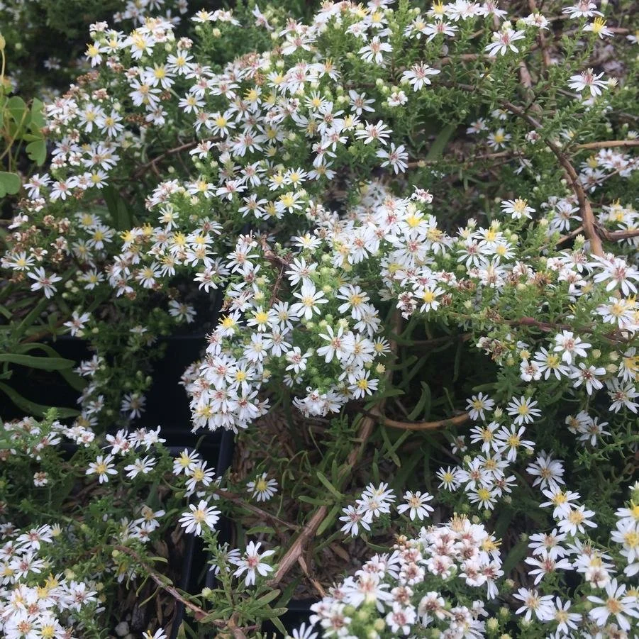 aster snow flurry.jpg