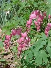 dicentra spe..jpg2.jpg