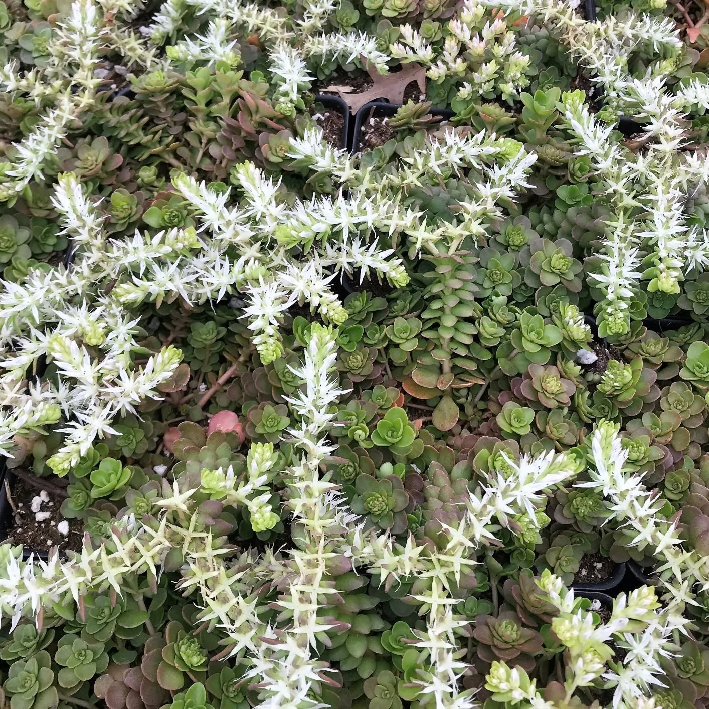 Sedum ternatum.jpg