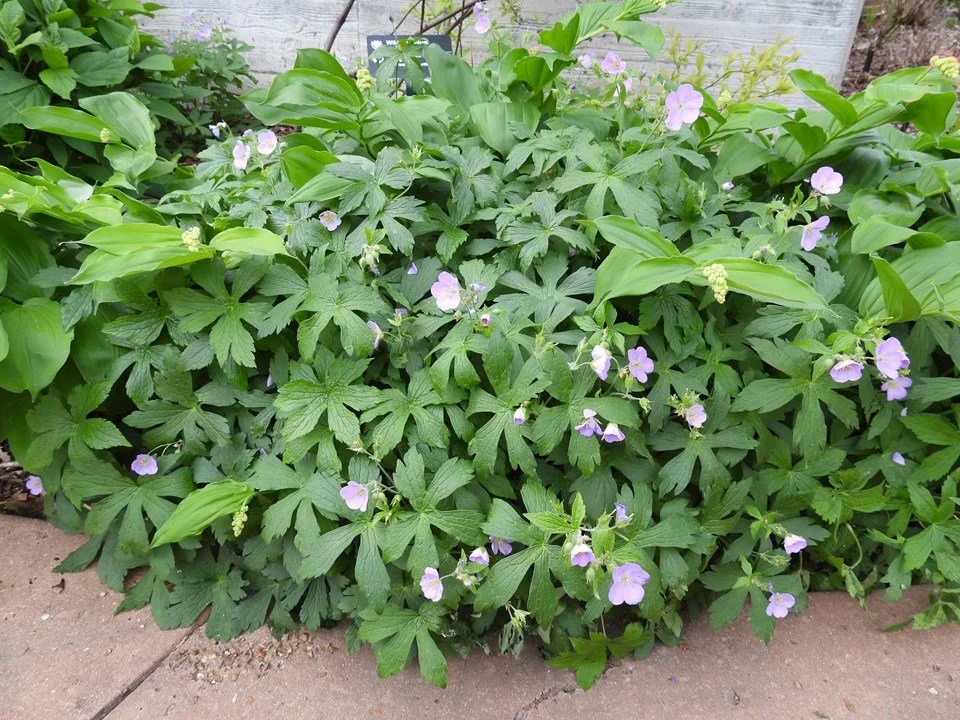 geranium maculatum2.jpg