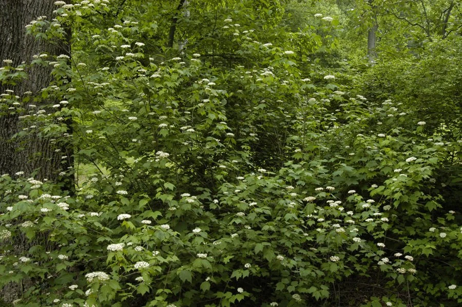 Viburnum_acerifolium_1.jpg