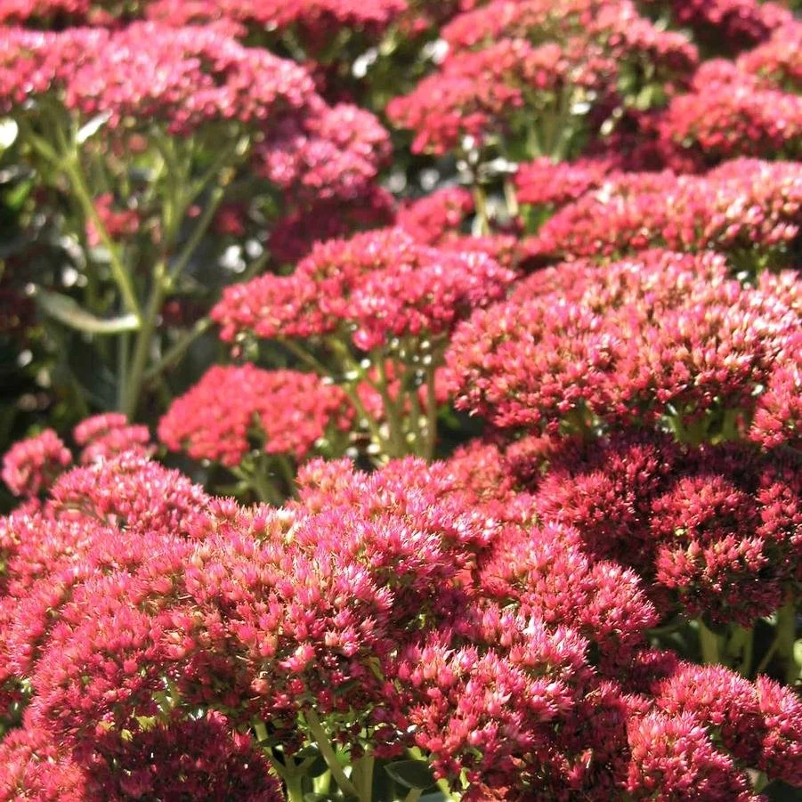 Autumn Fire Sedum.jpg