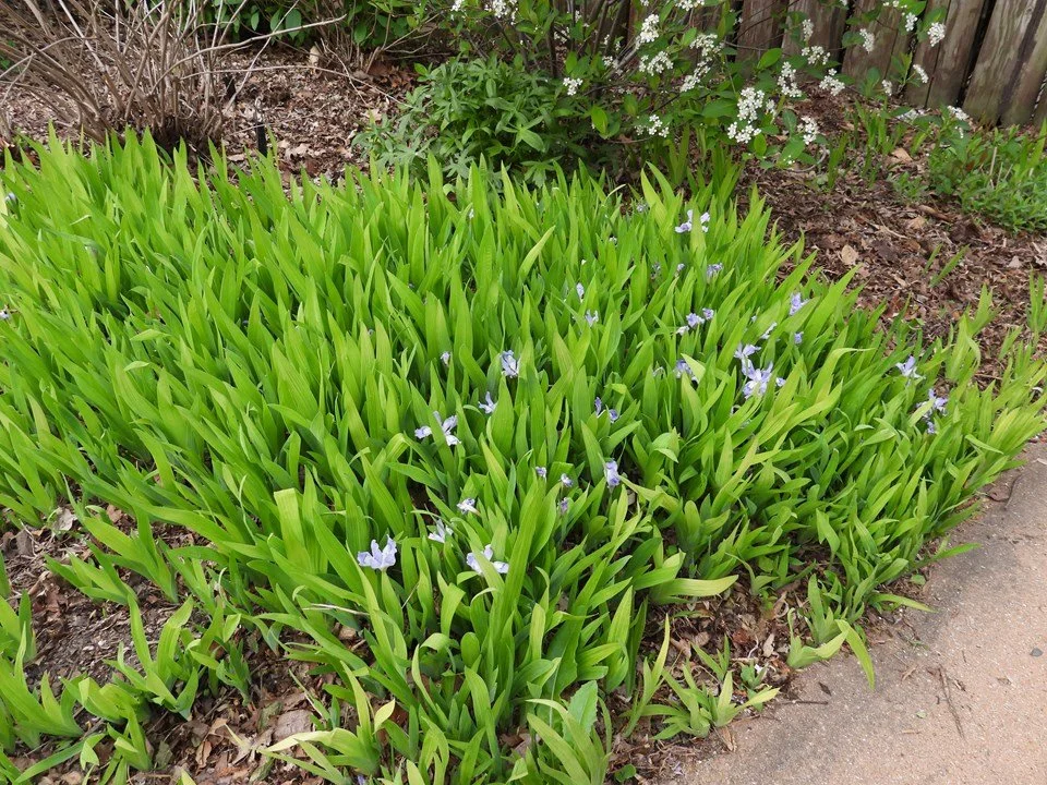 iris dwarf crested.jpg landscape.jpg