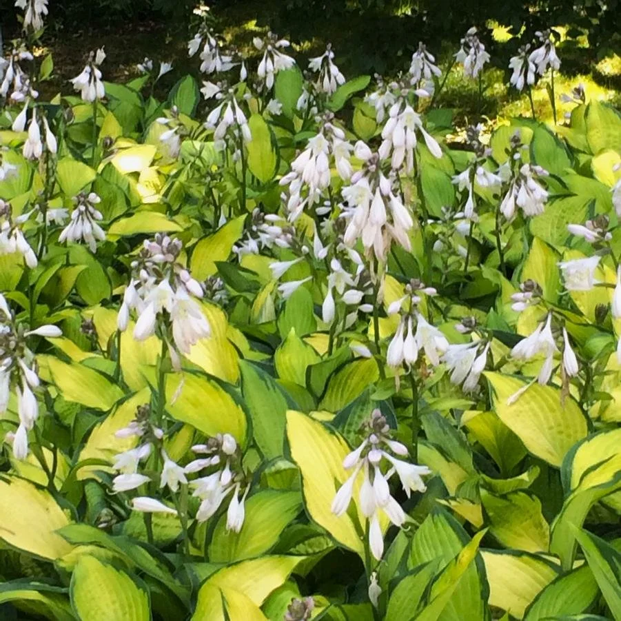 hosta pauls glory.jpg