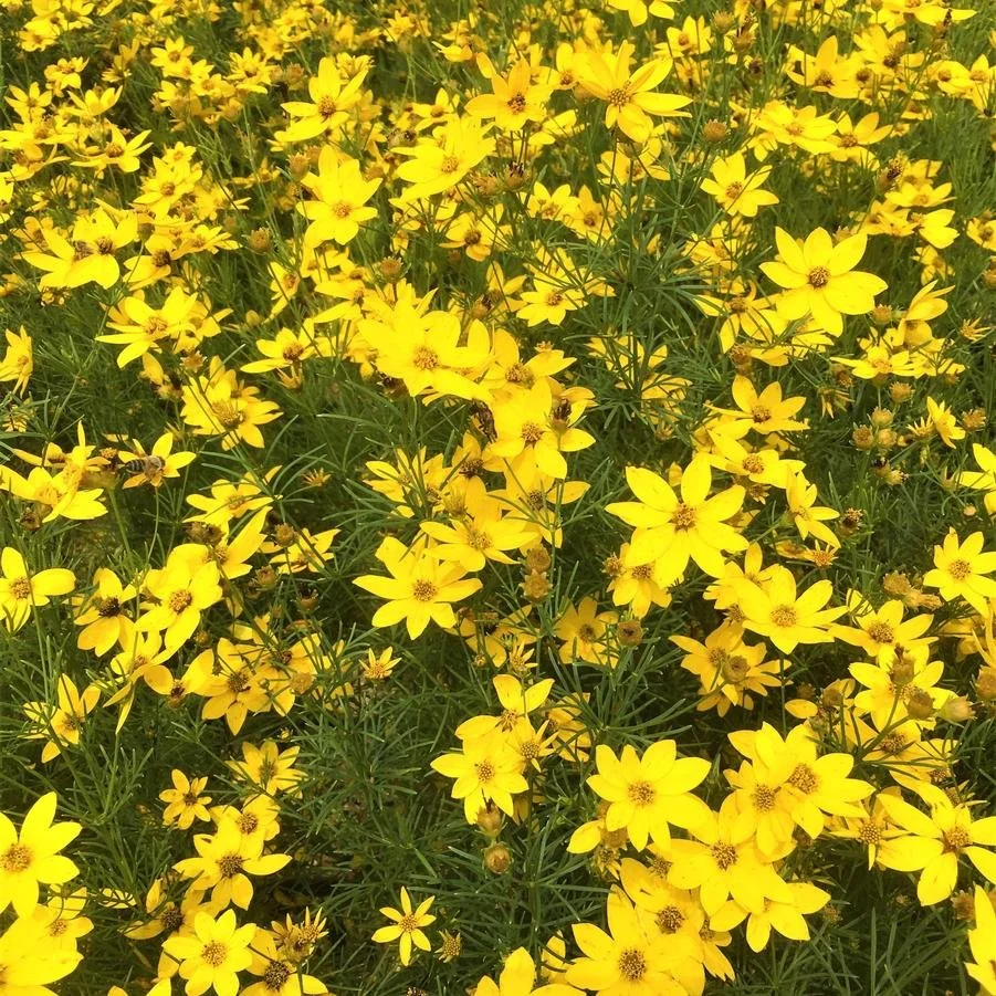 coreopsis ver zagreb.jpg