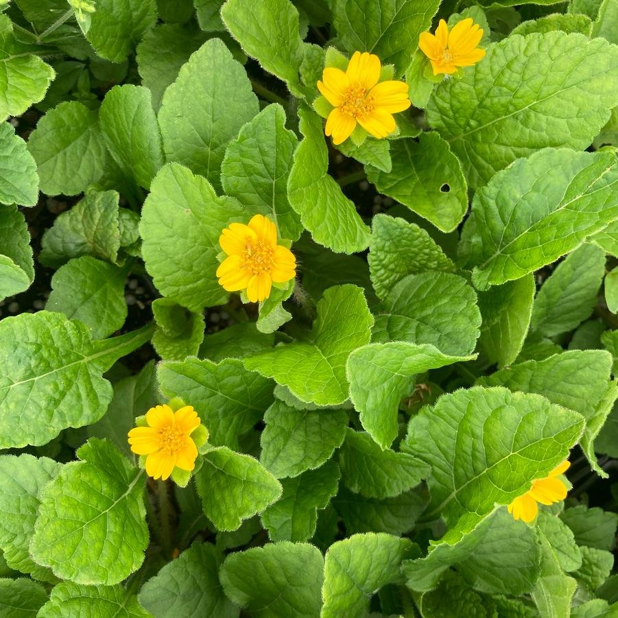 chrysogonum virginianum 'Pierre'.jpg