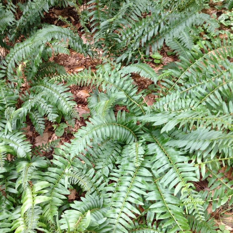 chirstmas fern polystichum acrostichoides.jpg