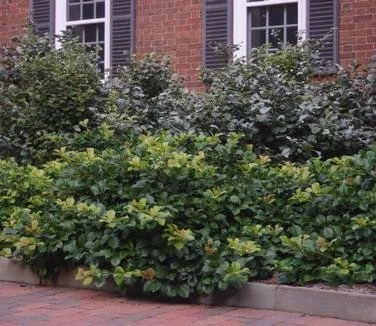 ilex opaca maryland dwarf.jpgspilling.jpg