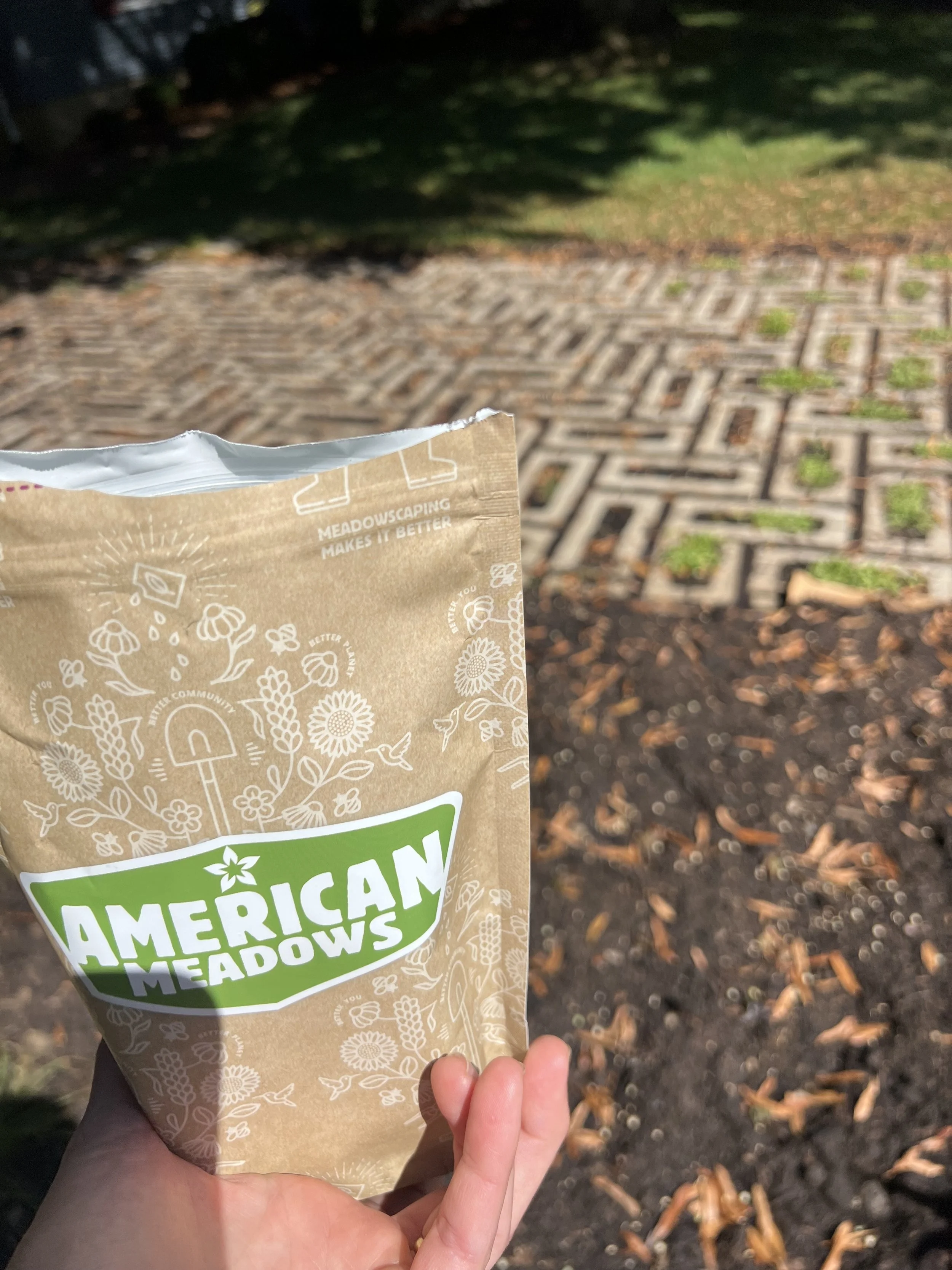 I sowed American Meadows cover crop seed mix to help stabilize the soil until I had a chance to plant the permanent plantings.