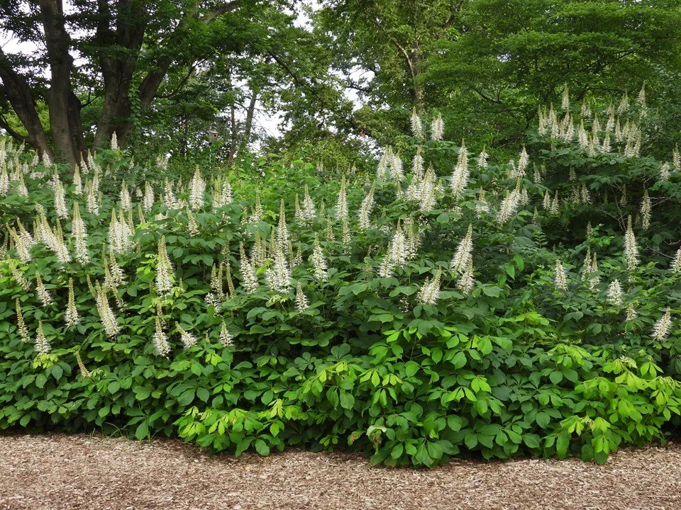 bottle brush buckeye.jpeg