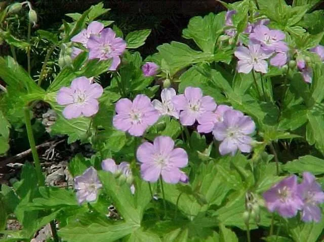 geranium maculat3.jpg